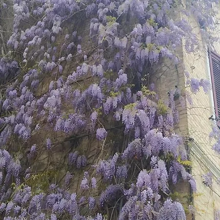 Iggh Il Glicine 4* San Benedetto del Tronto