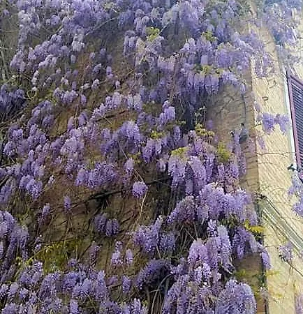 Casa de Férias Iggh Il Glicine